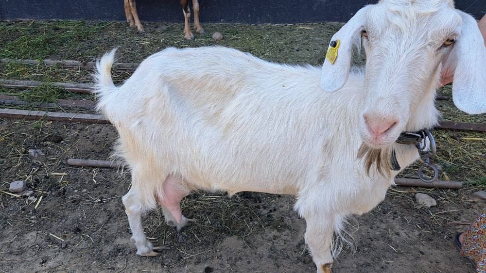 Ешки сатылады 3лагымен бирге