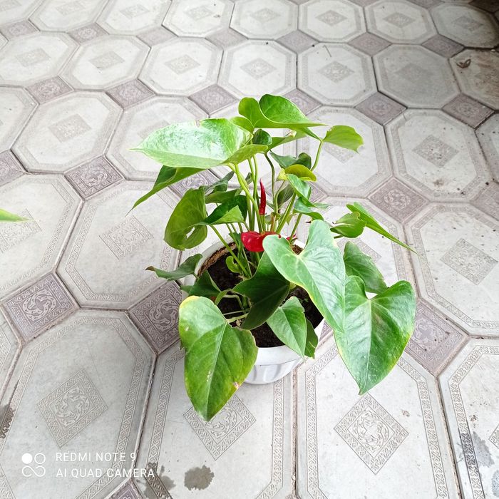 Продам цветок антуриум