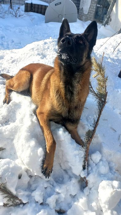 Малинуа кобель для вязки