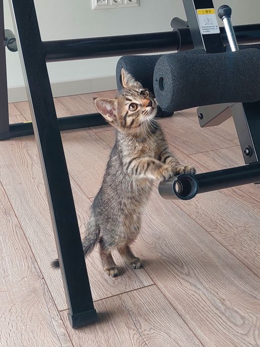 Котенок мальчик 2 месяца