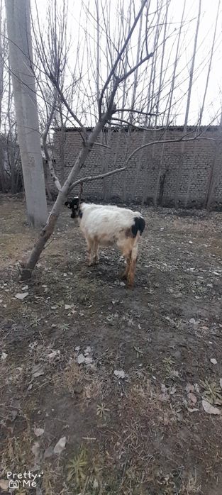 Gunojin sotladi  soglom