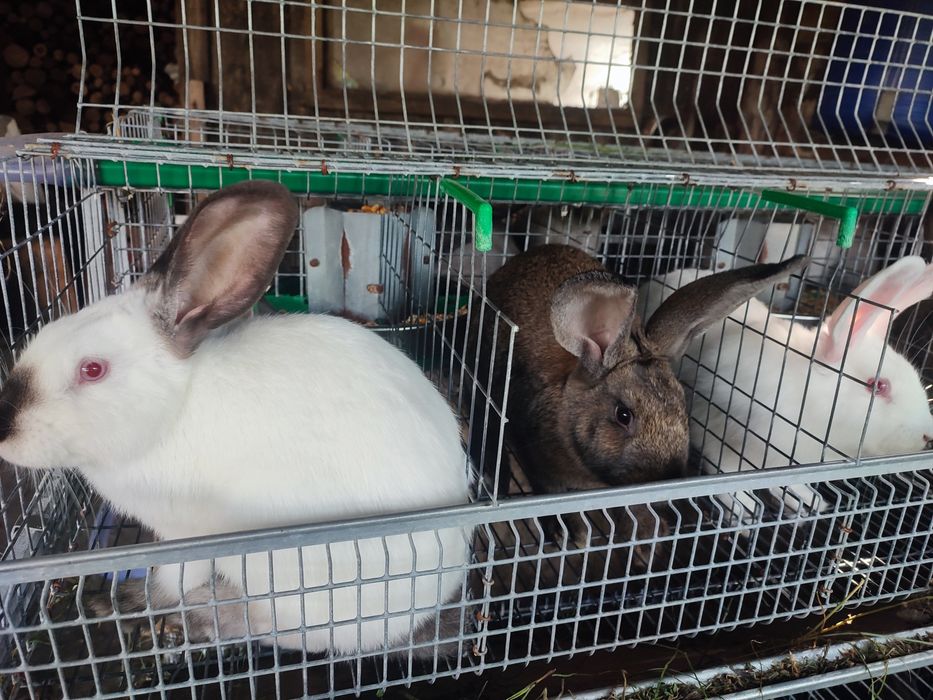 Vând iepuri diferite vârste