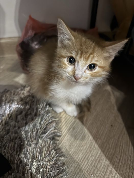 Отдам котенка в доьрые руки