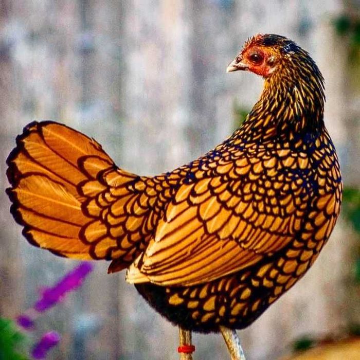 Золотой сибрайт тухуми сотилади