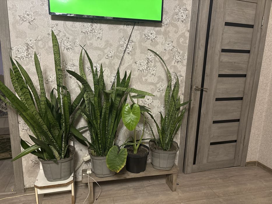 Комнатные растения