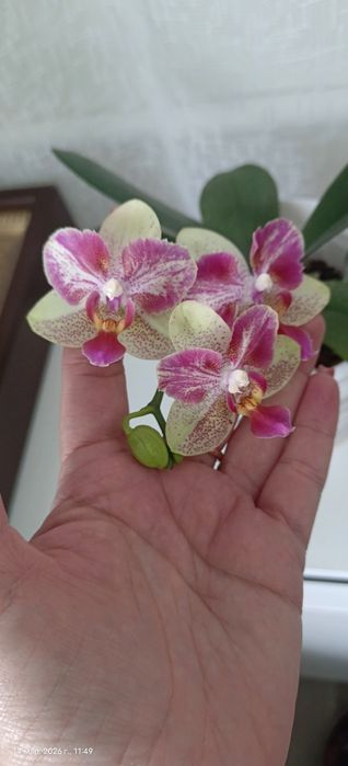 Орхидеи бабочки сортовые