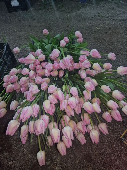 Тюльпаны крупные оптом бронь