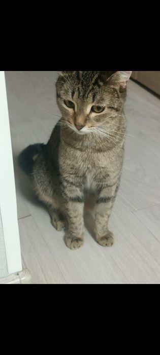 Отдам кошку в добрые руки