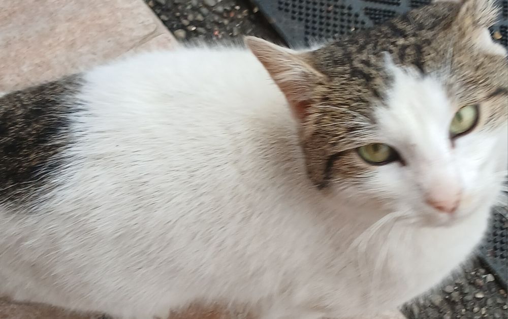 Donez craiova pisici baieti