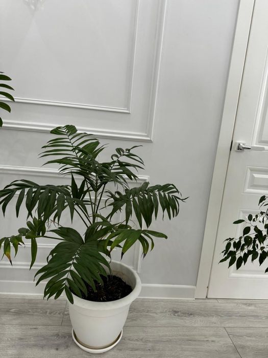 комнатные растения 4шт