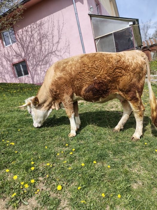 Vând junincă de 3 ani