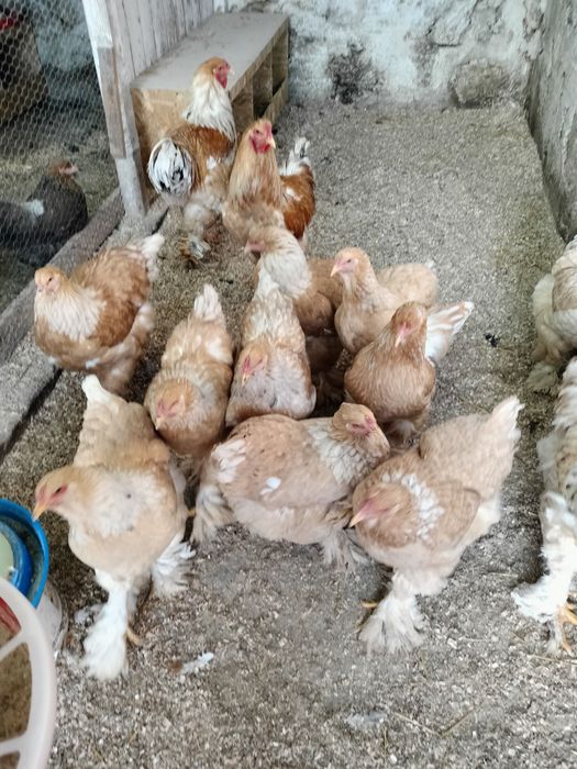 De vânzare familii de brahma