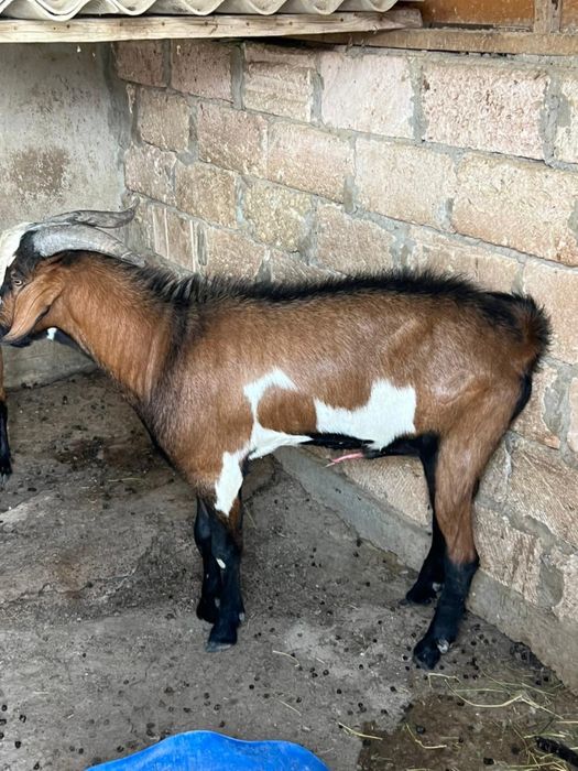 Породистые козы продается