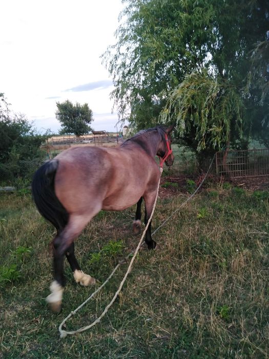 Vând iapă rasă semigrea