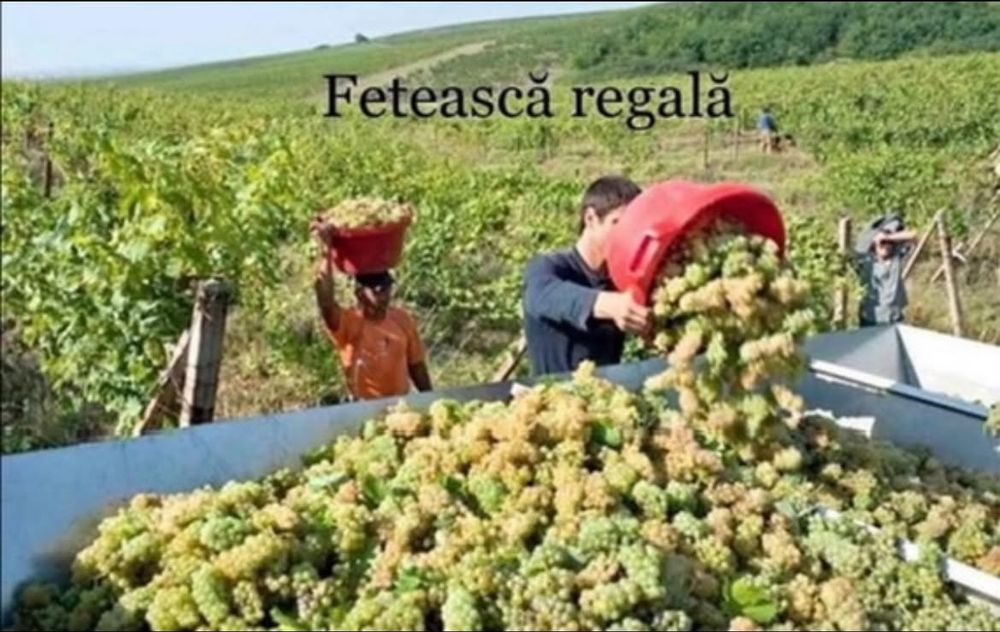 Vând struguri de vin