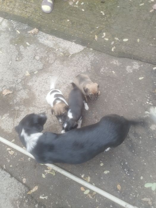 Щинята в добрые руки