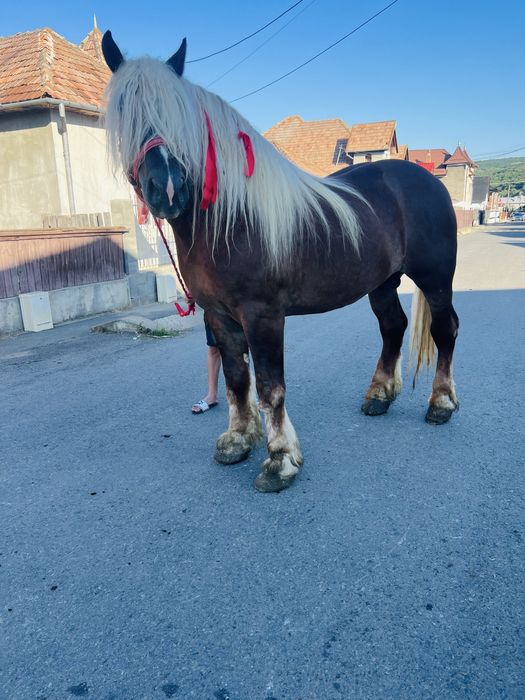 Vand armasar de 4 ani