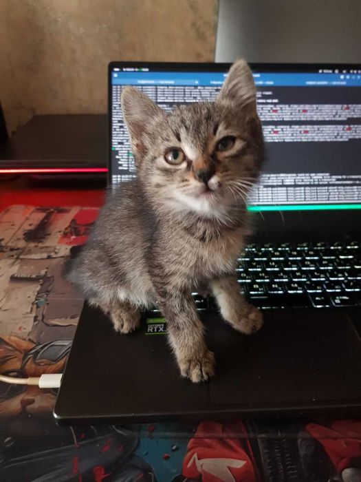 Котенок, возраст 1+ месяц, кот