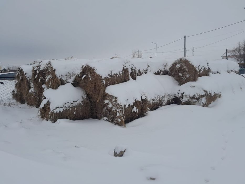 Продам сена в рулонах