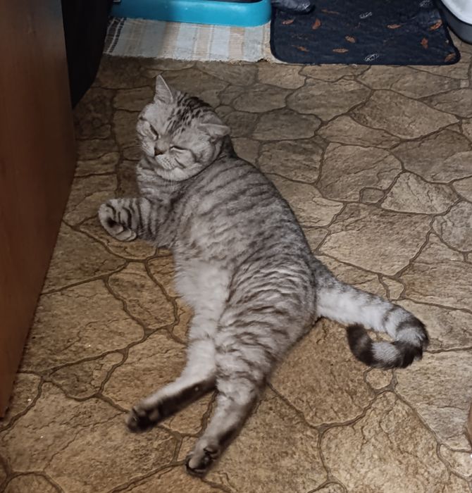 Вязка шотландский кот