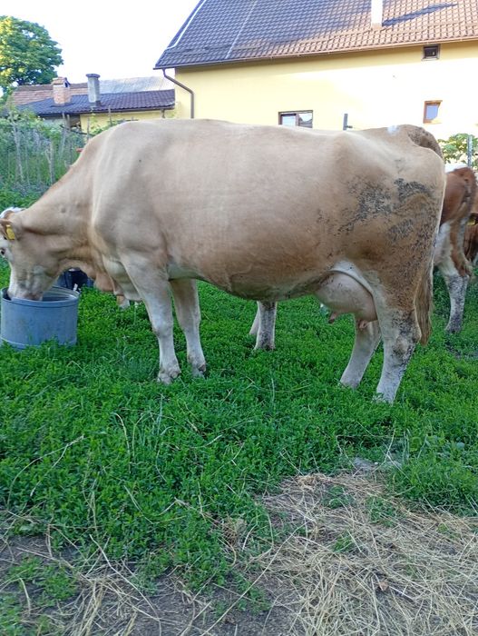 Vind vaca  de 6 ani și juninca de 3 ani fatata recent