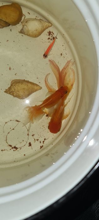 Аквариум + балықтар (толық комплект)