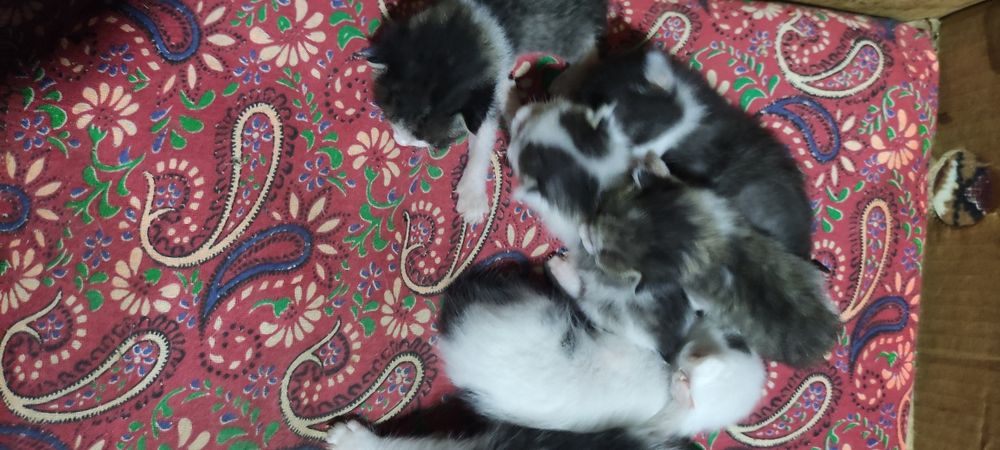 Отдам даром красивых и здоровых котят.