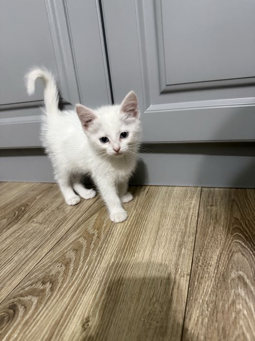 Котенок девочка 1,5 мес
