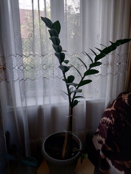 Продам долларовое дерево