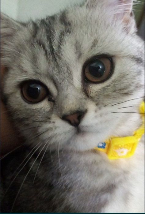 Домашняя котёнок!