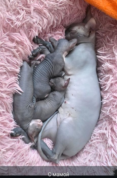 Продам котят канадского сфинкса