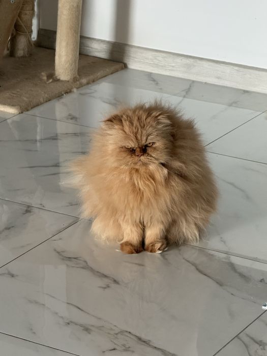 Donez mascul pisica persana