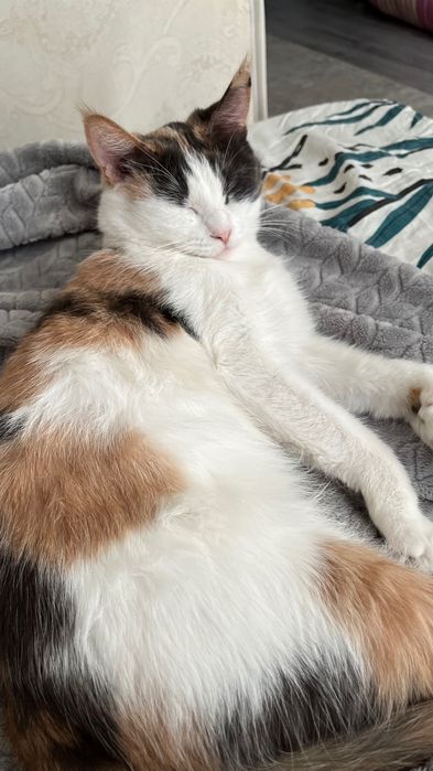 Срочно!! Отдам в добрые руки двух кошек