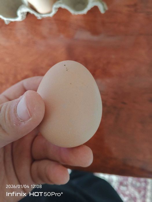 Свежие домашние яйца