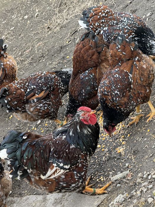 Oua Wyandotte portelan