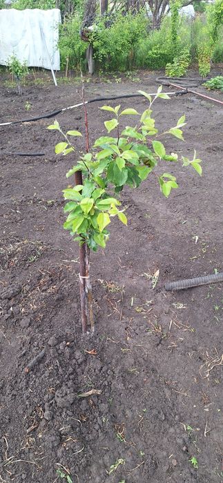 Продам Дачу отличное