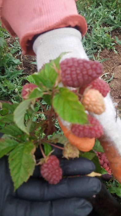 Продам саженцы малины 4 сортов