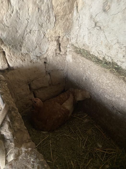 Күрік үндік.