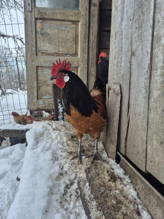 Cocoș Brahma Potarnichiu, Australorp,  Vorverk