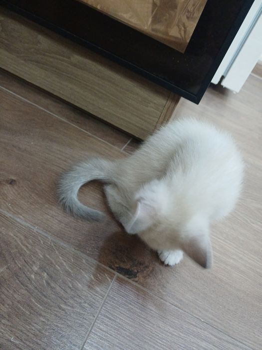 Продаются котята