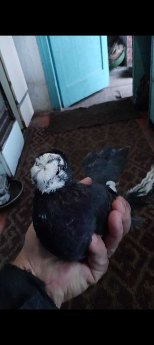 Голуби, голуби молодые.