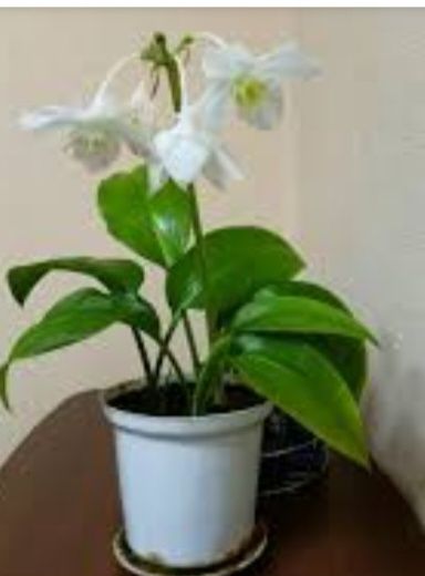 Продам  комнатные цветы