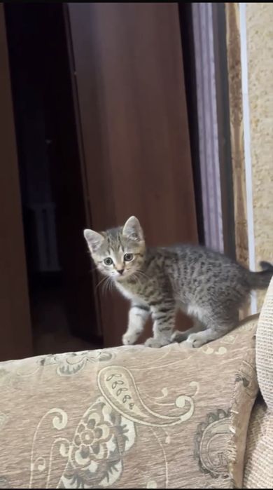 Отдам котенка в добрые руки