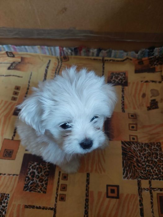 Bichon Havanez(băiat)