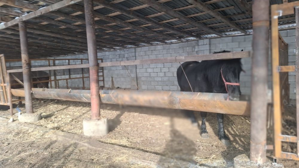 Фазенда сатылады