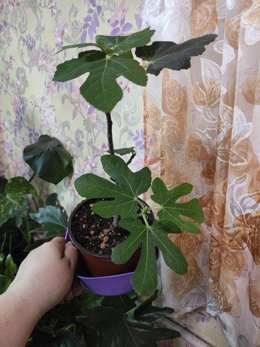 Растения для дома и офиса