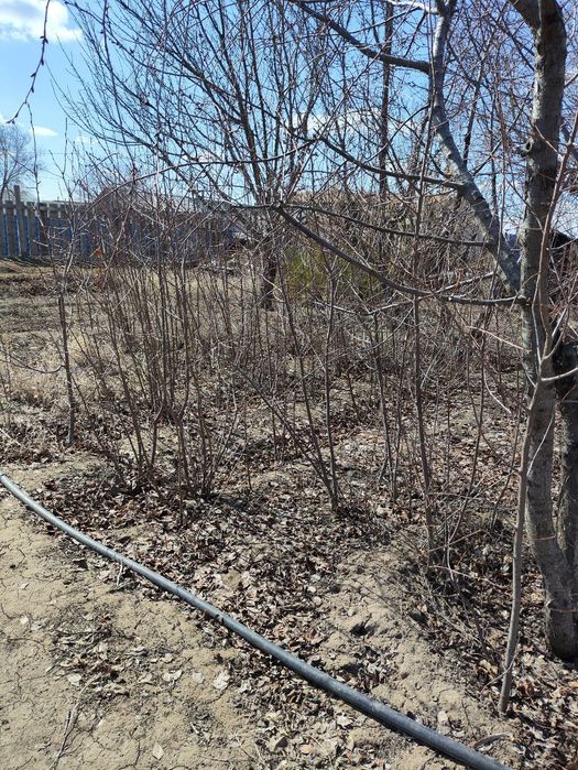 Саженцы местные.