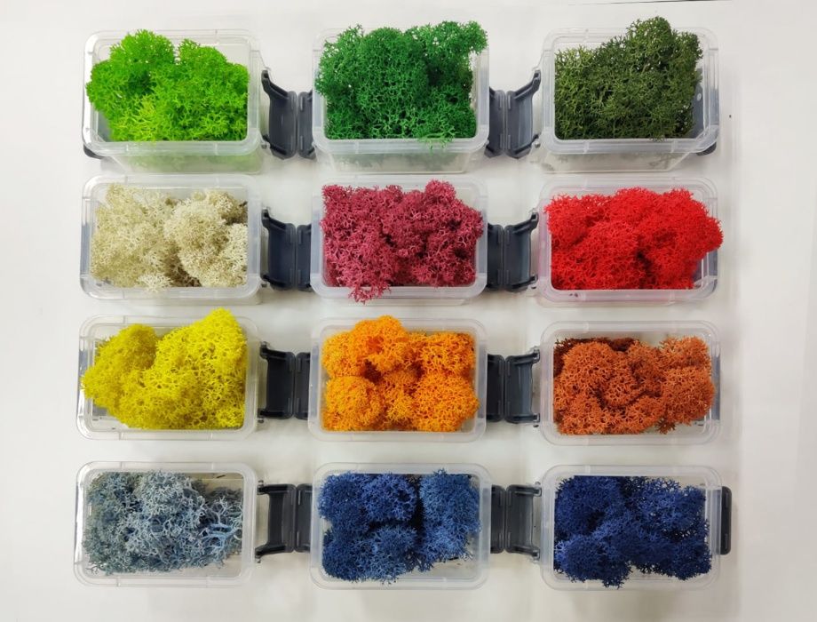 Licheni STABILIZATI, pret de producator, CALITATEA 1