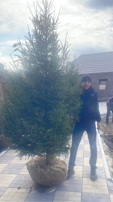 Ели сибирские 2.5-5 метров