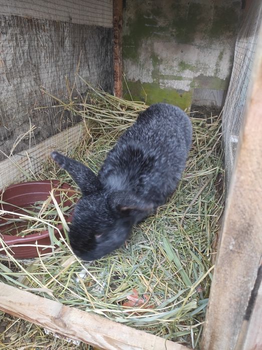 Куенлар ва гуножин сотилади